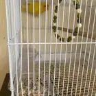 بعبغاء روز انثى للبيع وماتطير عمره 7 شهر