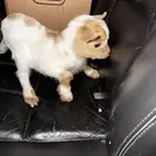 ماعز قزم امريكي تشيكي