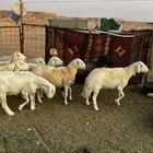 عنم حريات للبيع