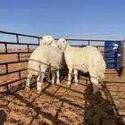 ذبايح حريات
