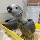 فرخ كاسكو انتاج محلي