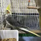 كروان ذكر متكلم