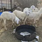 طليان ورخال