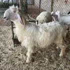 خروف عيسي