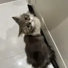 قطة للتبني انثى