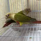 للبيع زوج كنيور اناناس بالغ