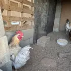 ديوك ديك ديكة لوهمان