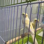 كناري طفرت لون مميز