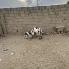 شاه والد عليها طلي ورخل