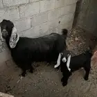 عنز مع ولده للبيع