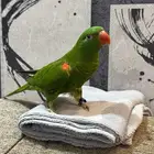 لوري سكالي اليف وهدد