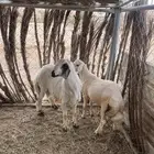 2 طليان نظاف وسمان شي كفو