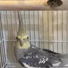 كروان (كوكاتيل) بغباء