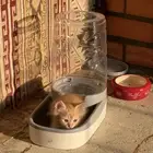 قطط مكس شيرازي كيتين العمر شهر للبيع