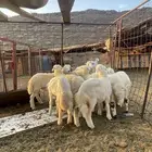 للبيع بهم تربيه