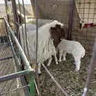 شياه صنف