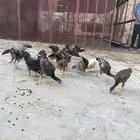 دجاج للبيع بلدي وباكستاني