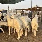 حري متوفر جميع الأعمار