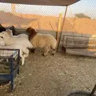 ذبايح طيبه نعيمي وحري