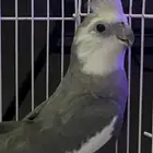 ذكر كروان وايت فيس فخم وحجم سوبر جامبو