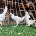 طقم دجاج ابيض (تم البيع)