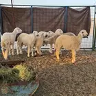 غنم حريات