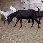 معزا مصريات دفيع مقنوي