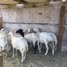 رخال على ولاده من 1030