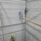 بادجي انجليزي مستويات طيبة