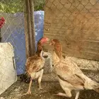 دجاج سندي بيور