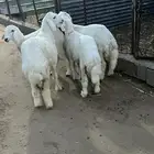 للبيع طليان ورخال
