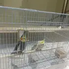 ببغاء الكوكتيل للبيع بيشة