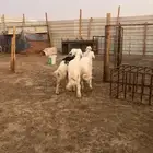 خرفان حريات جذعان من البر طيبه