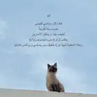 قط سيامي للتبني