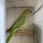 indian parrot female 2 years old