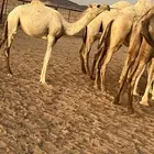 حواره رماني طيبه كفو