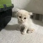 قطط