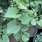 شتلات منتجه