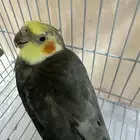 زوج كروان للبيع