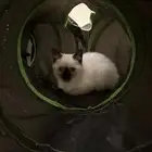 كيتن ذكر للتبني