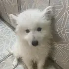 الرياض حي ألجزيره