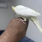 اليف كروان