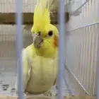 زوج كروان منتج من قبل