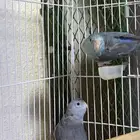 زوج بارتوليت ازرق النادر