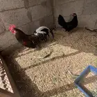 جوز فونكس منتج شرط ألوان اسود العمر سنه