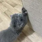 قطه بسه