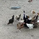 دجاج بلدي للبيع بياض