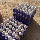 بيض دجاج فيومي ذهبي