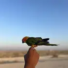 صن كنيور هدد داخلي وخارجي