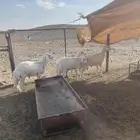 طليان